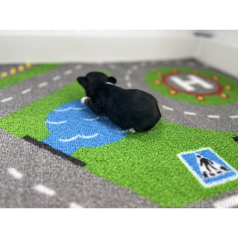 販売中の愛知県のチワワ(ロングコート)-441985の6枚目