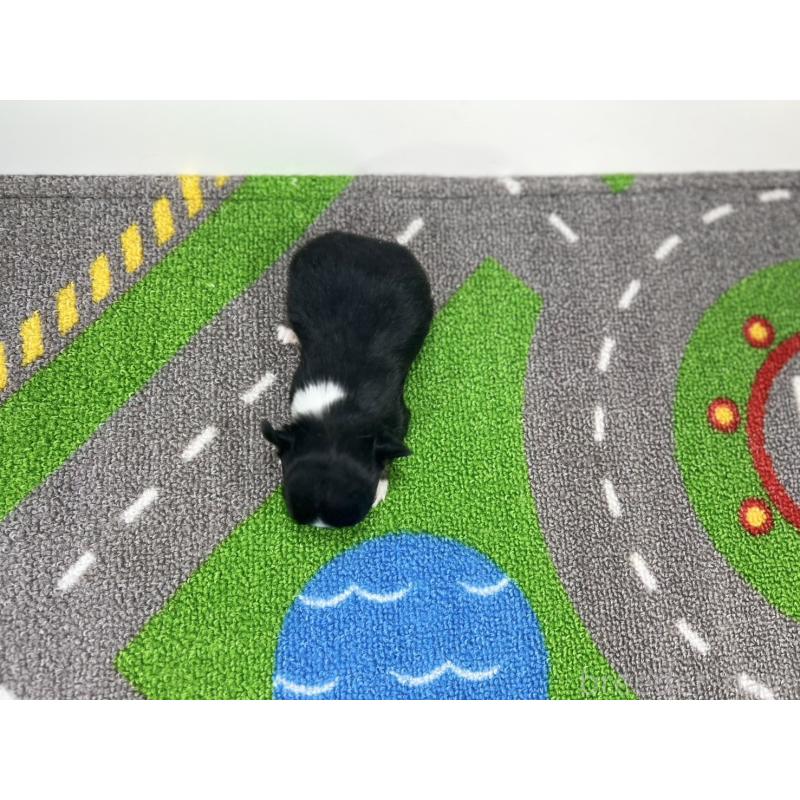 販売中の愛知県のチワワ(ロングコート)-441985の5枚目