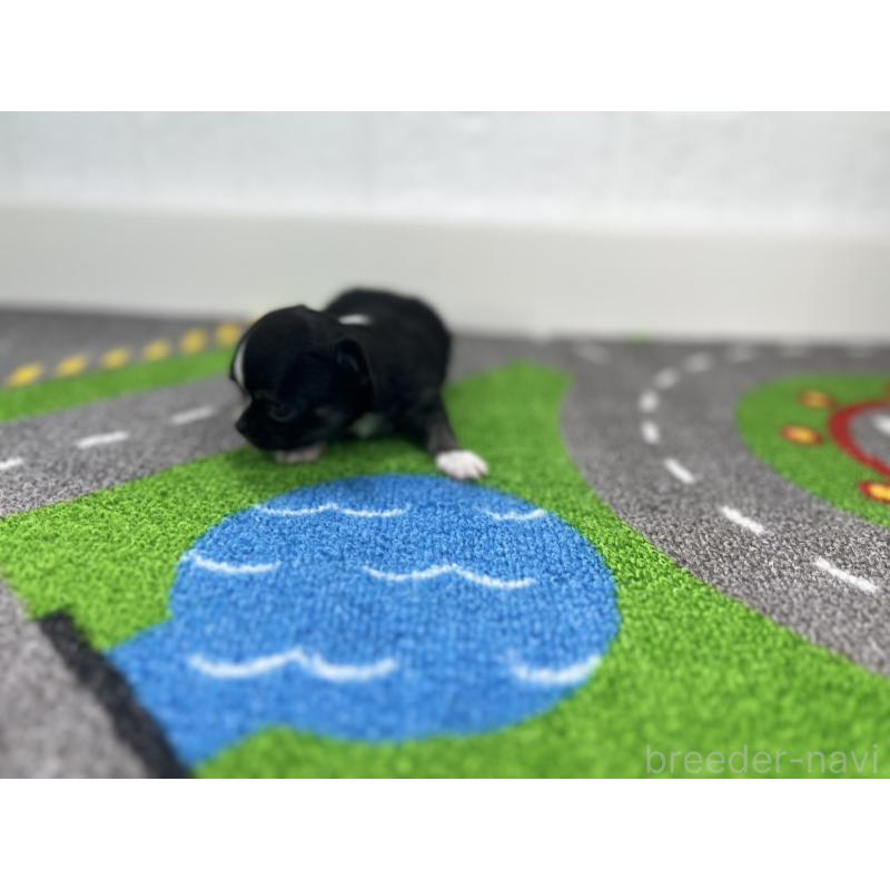 販売中の愛知県のチワワ(ロングコート)-441985の4枚目