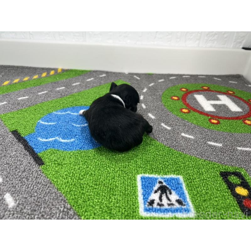 販売中の愛知県のチワワ(ロングコート)-441985の3枚目