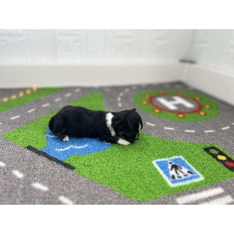 販売中の愛知県のチワワ(ロングコート)-441985の2枚目