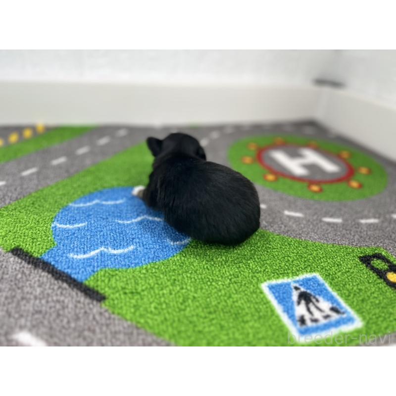 販売中の愛知県のチワワ(ロングコート)-441987の6枚目