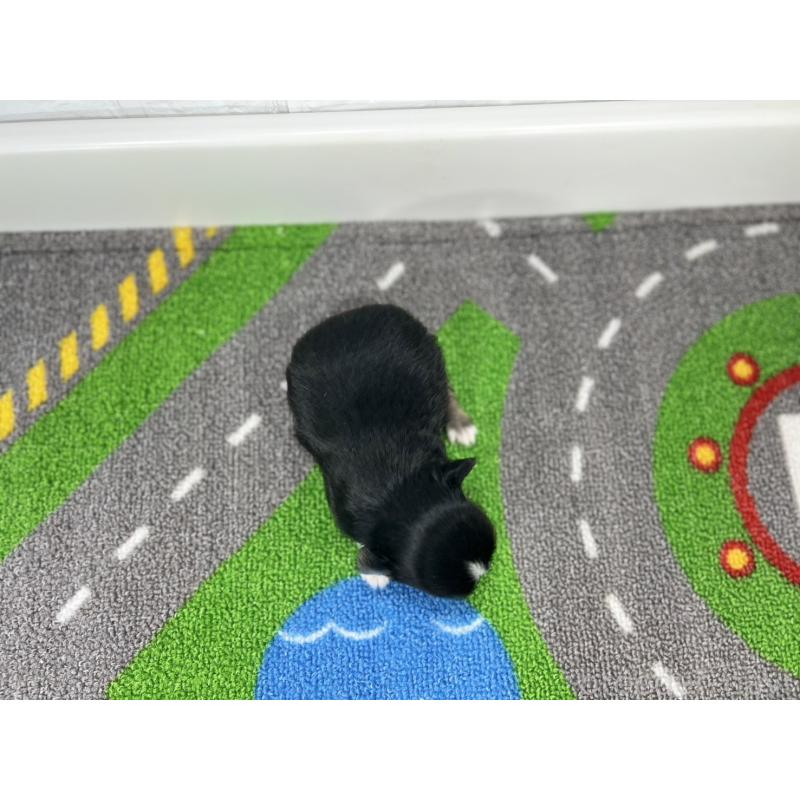 販売中の愛知県のチワワ(ロングコート)-441987の5枚目