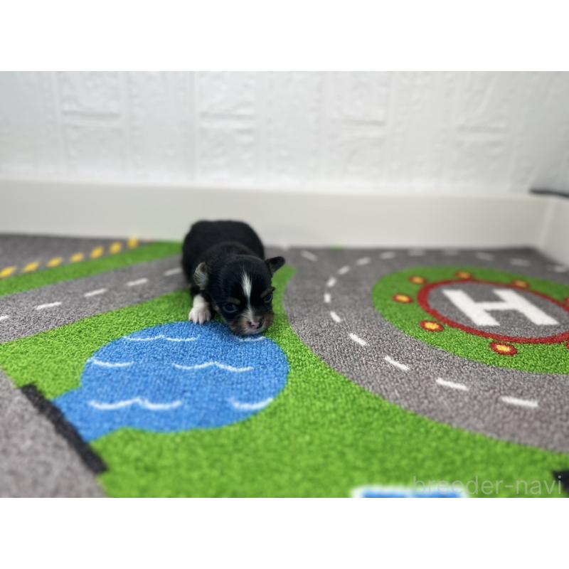 販売中の愛知県のチワワ(ロングコート)-441987の3枚目