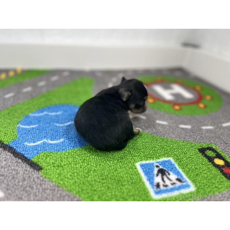 販売中の愛知県のチワワ(ロングコート)-441987の4枚目