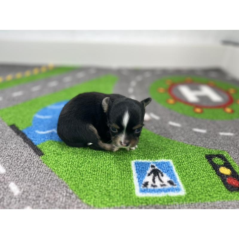 販売中の愛知県のチワワ(ロングコート)-441987の2枚目