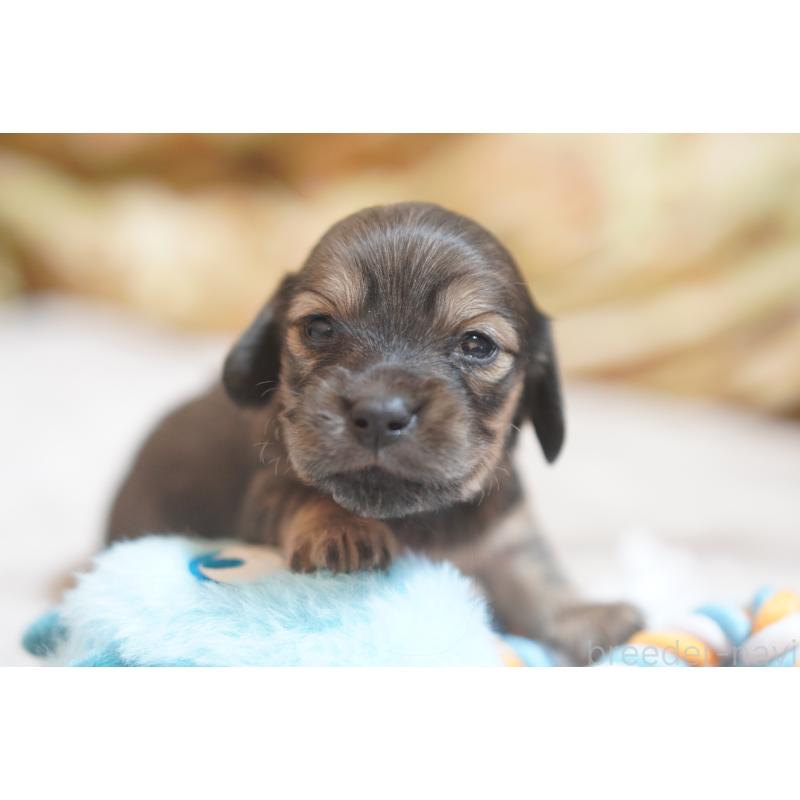 販売中の滋賀県のカニンヘンダックスフンド(ロングヘアード)-441989