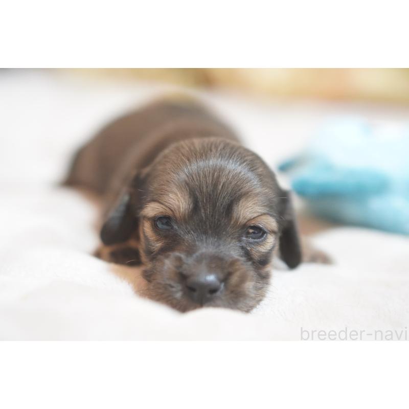 販売中の滋賀県のカニンヘンダックスフンド(ロングヘアード)-441989の19枚目