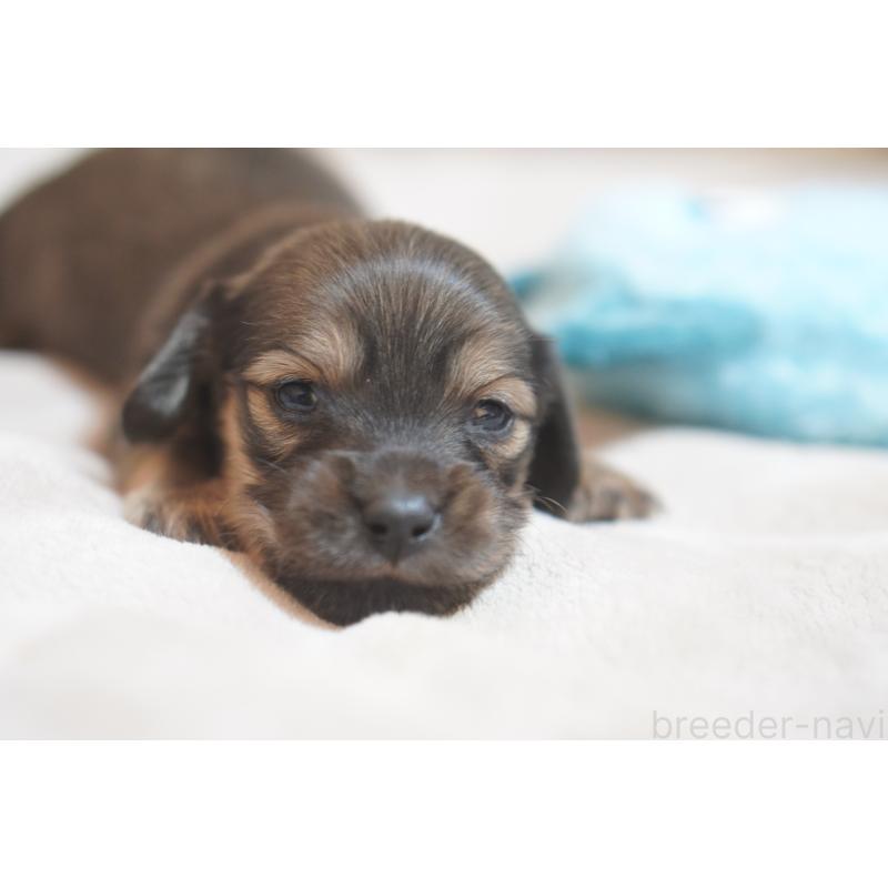 販売中の滋賀県のカニンヘンダックスフンド(ロングヘアード)-441989の18枚目