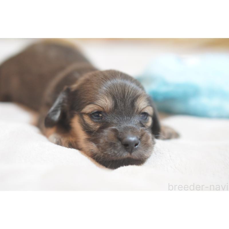 販売中の滋賀県のカニンヘンダックスフンド(ロングヘアード)-441989の17枚目