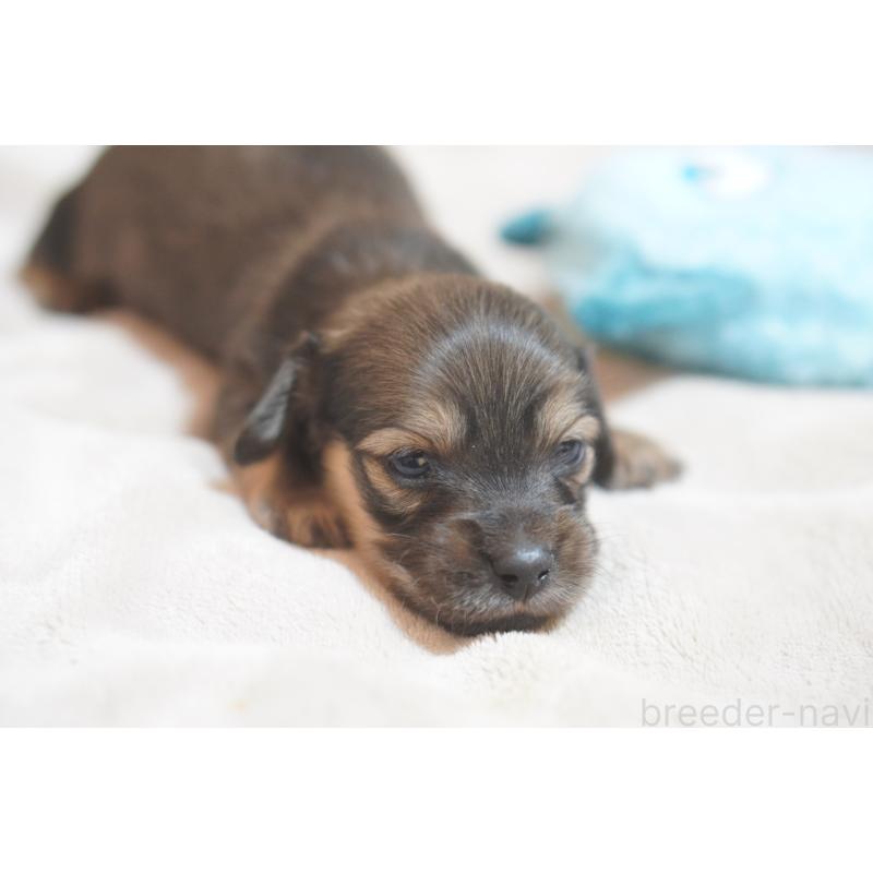 販売中の滋賀県のカニンヘンダックスフンド(ロングヘアード)-441989の16枚目