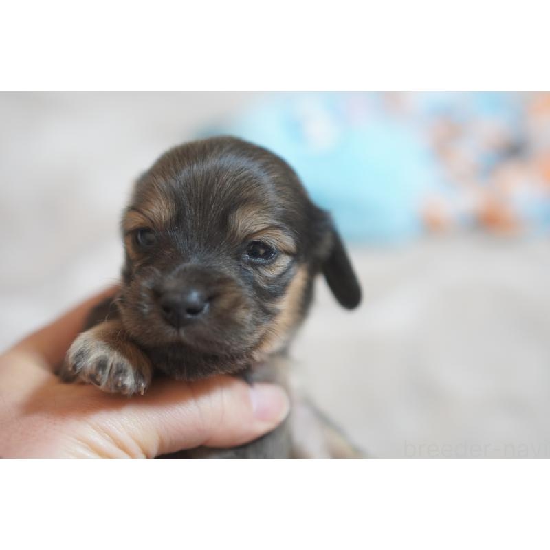 販売中の滋賀県のカニンヘンダックスフンド(ロングヘアード)-441989の15枚目