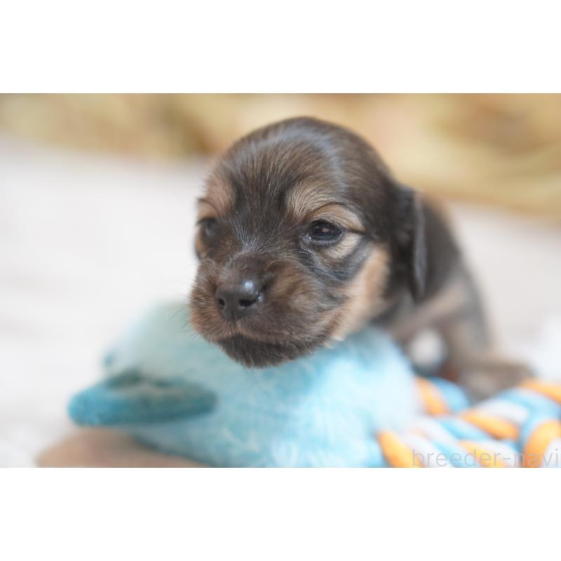 販売中の滋賀県のカニンヘンダックスフンド(ロングヘアード)-441989の13枚目