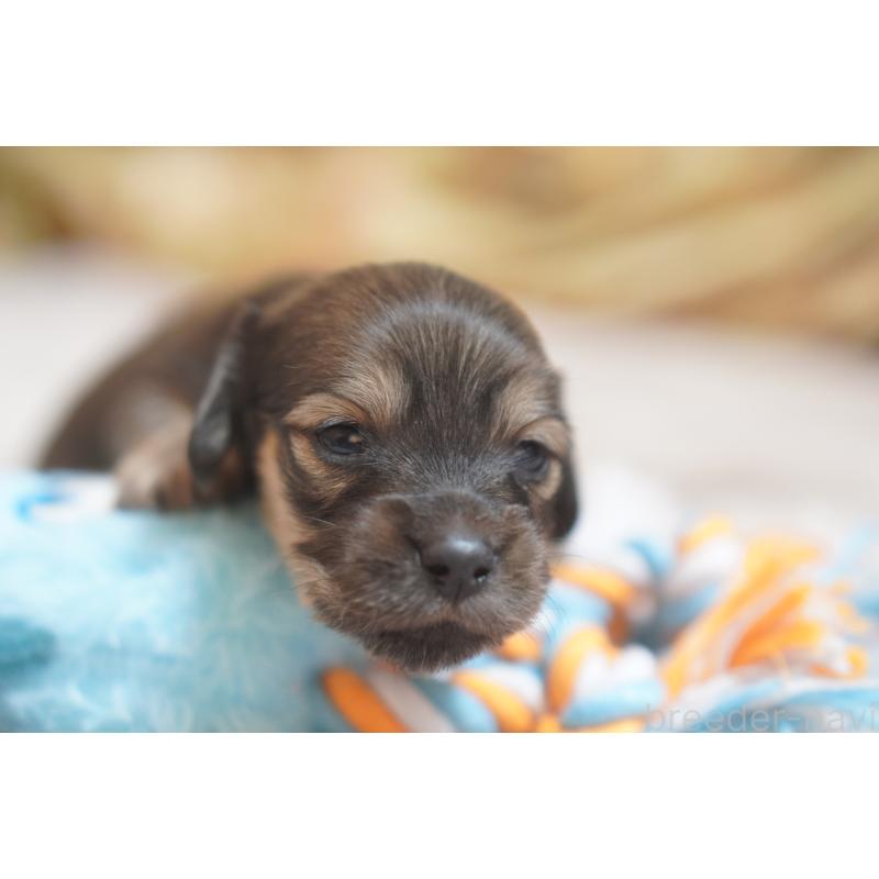 販売中の滋賀県のカニンヘンダックスフンド(ロングヘアード)-441989の12枚目