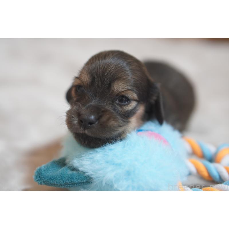 販売中の滋賀県のカニンヘンダックスフンド(ロングヘアード)-441989の10枚目