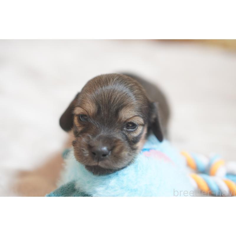 販売中の滋賀県のカニンヘンダックスフンド(ロングヘアード)-441989の9枚目