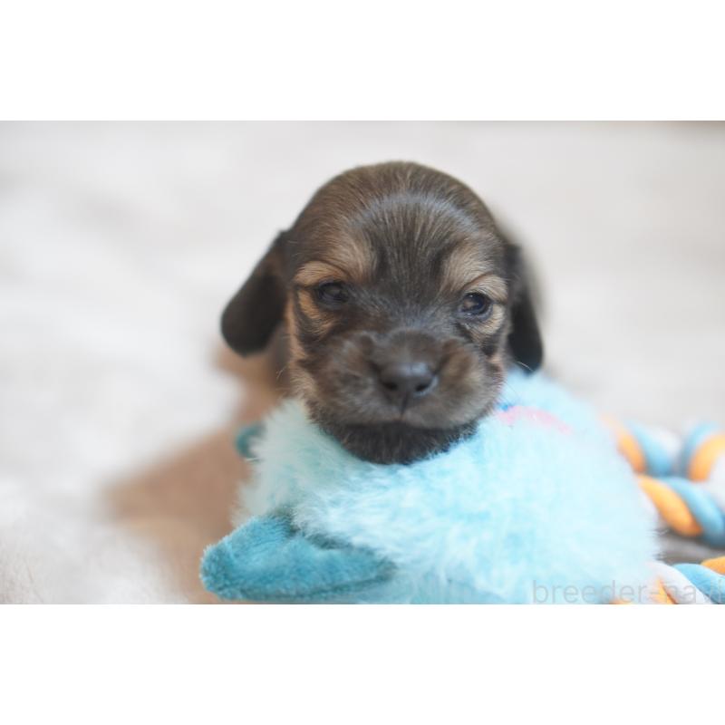 販売中の滋賀県のカニンヘンダックスフンド(ロングヘアード)-441989の8枚目