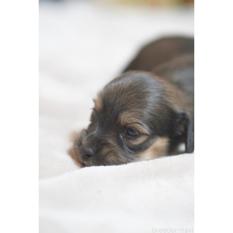 販売中の滋賀県のカニンヘンダックスフンド(ロングヘアード)-441989の6枚目