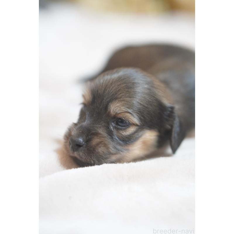 販売中の滋賀県のカニンヘンダックスフンド(ロングヘアード)-441989の5枚目