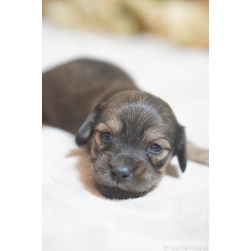 販売中の滋賀県のカニンヘンダックスフンド(ロングヘアード)-441989の4枚目