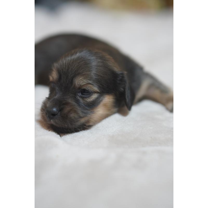 販売中の滋賀県のカニンヘンダックスフンド(ロングヘアード)-441989の3枚目