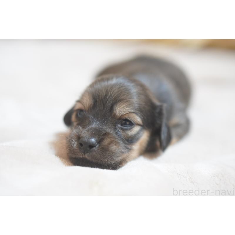 販売中の滋賀県のカニンヘンダックスフンド(ロングヘアード)-441989の2枚目