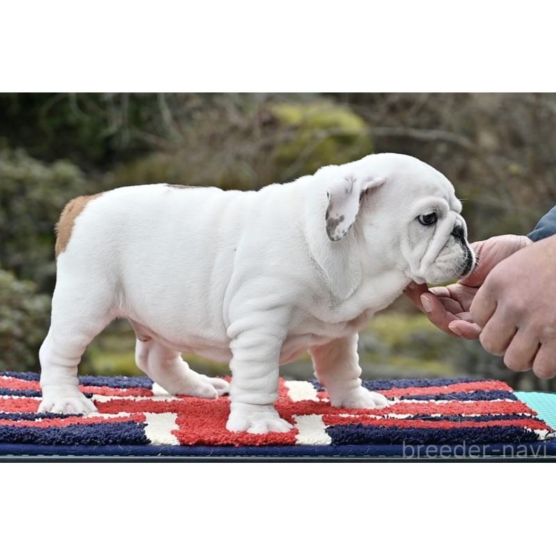 販売中の岡山県のブルドッグ-441975の2枚目