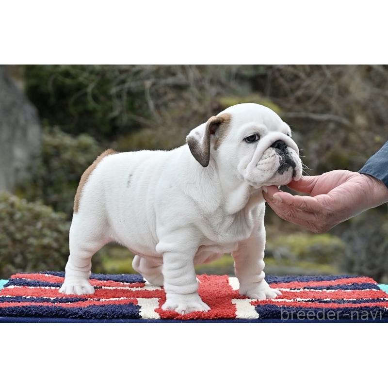 販売中の岡山県のブルドッグ-441974の3枚目