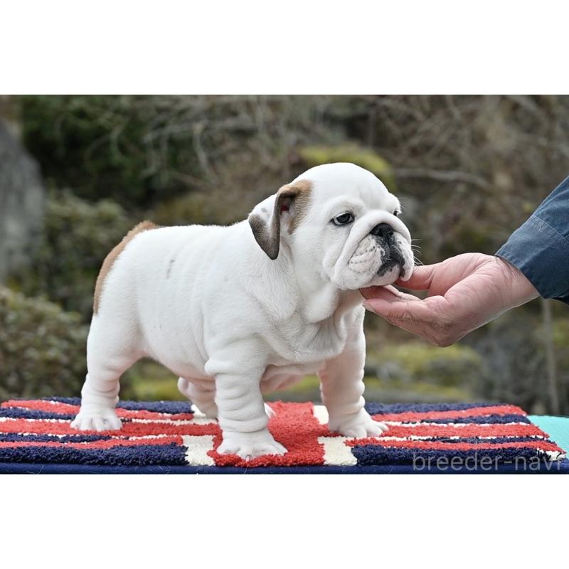 販売中の岡山県のブルドッグ-441974の2枚目