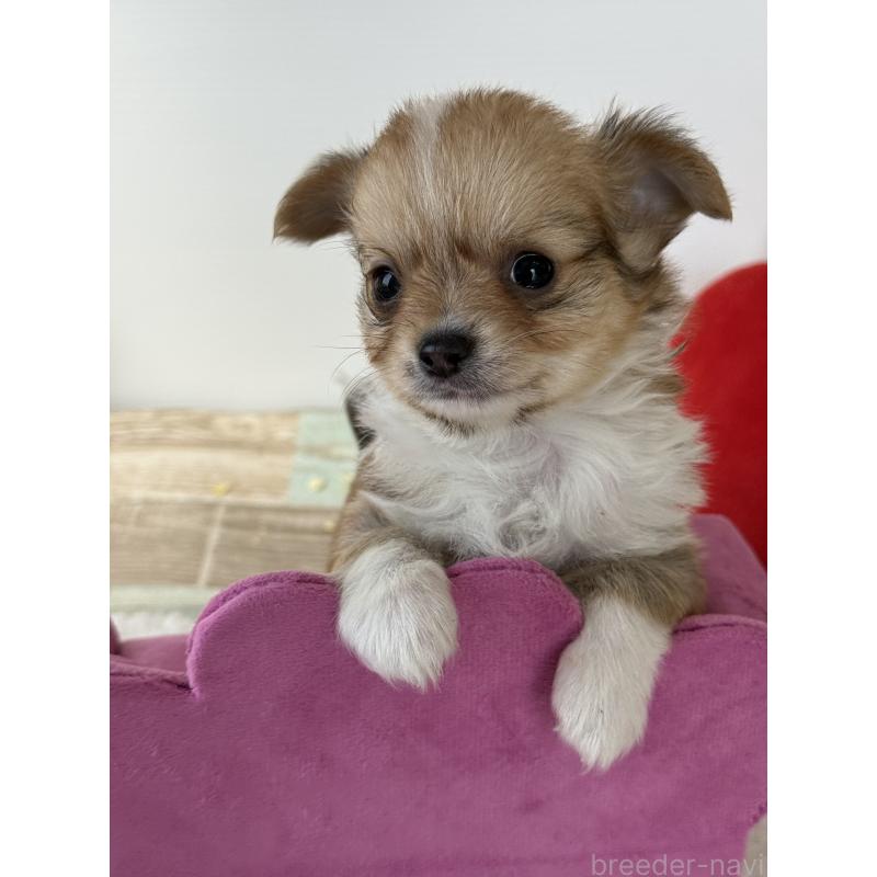 販売中の宮崎県のチワワ(ロングコート)-438833の8枚目