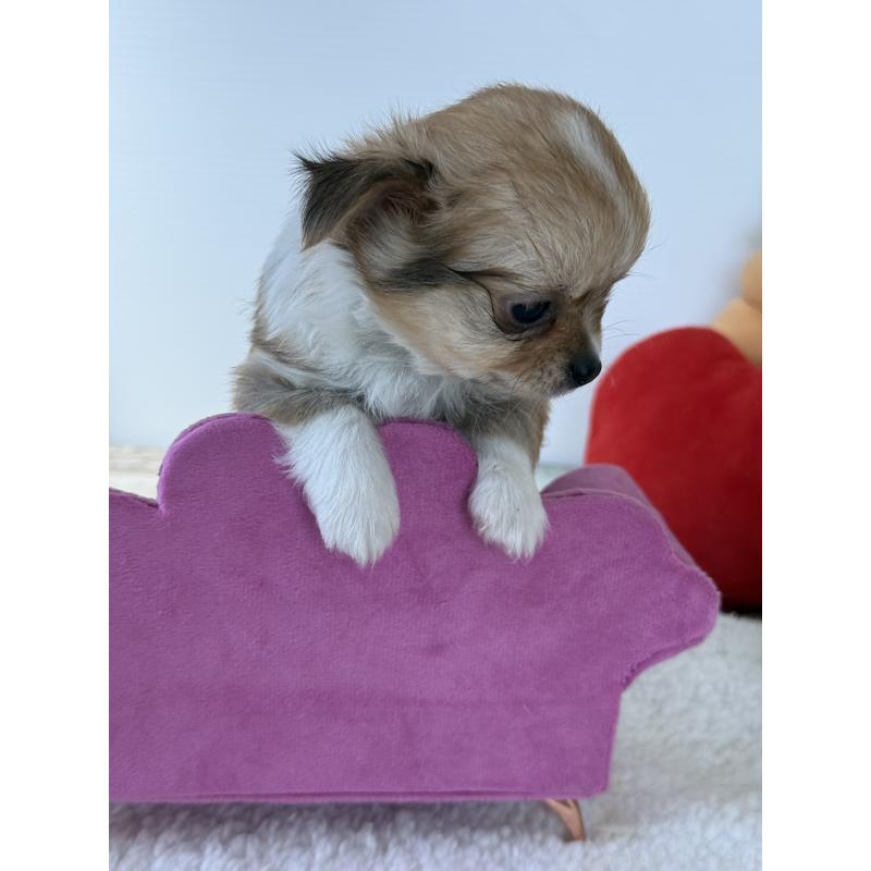 販売中の宮崎県のチワワ(ロングコート)-438833の7枚目