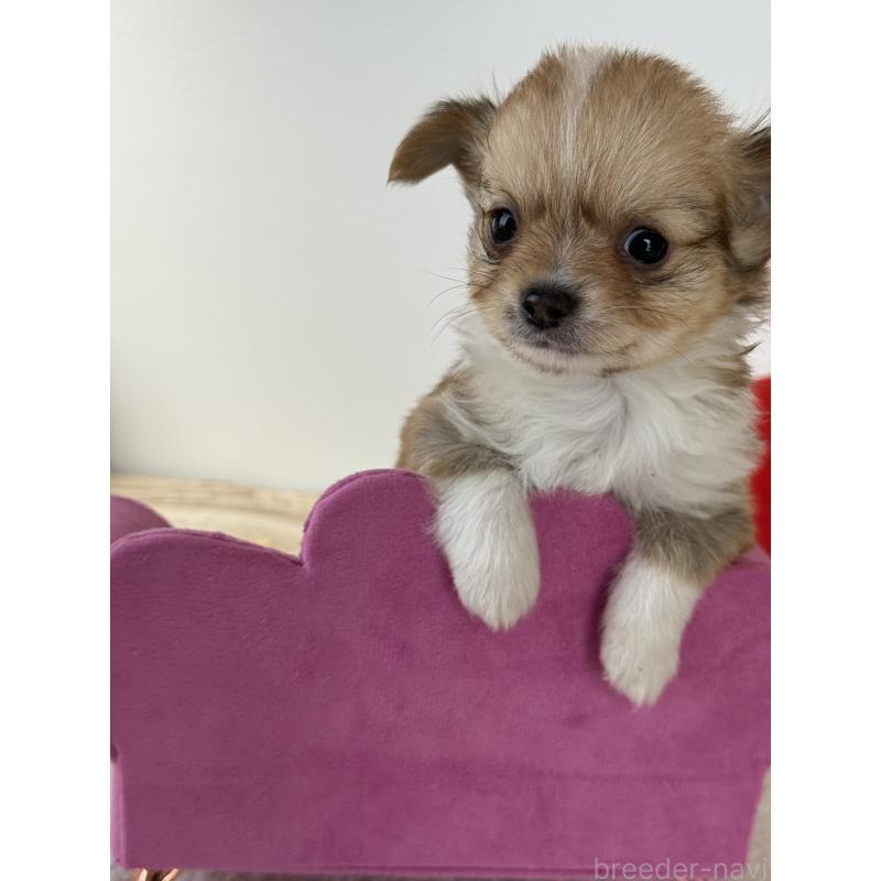 販売中の宮崎県のチワワ(ロングコート)-438833の6枚目