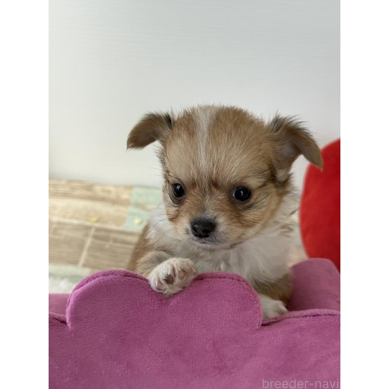 販売中の宮崎県のチワワ(ロングコート)-438833の4枚目