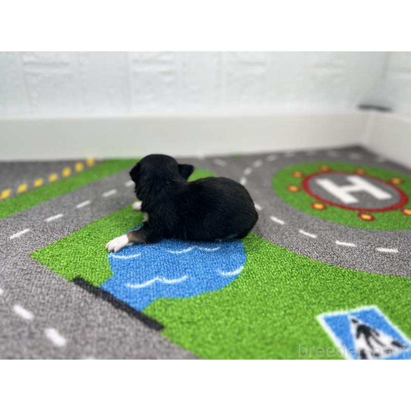 販売中の愛知県のチワワ(ロングコート)-441991の6枚目