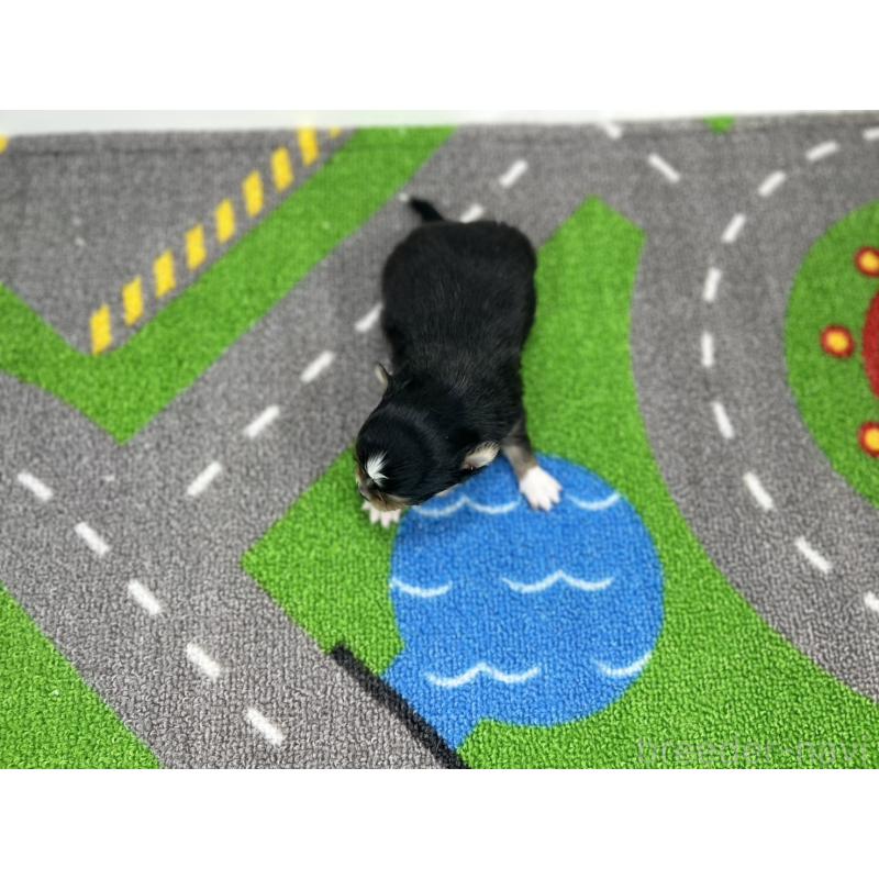 販売中の愛知県のチワワ(ロングコート)-441991の5枚目