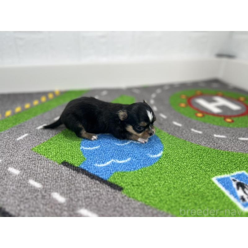 販売中の愛知県のチワワ(ロングコート)-441991の2枚目