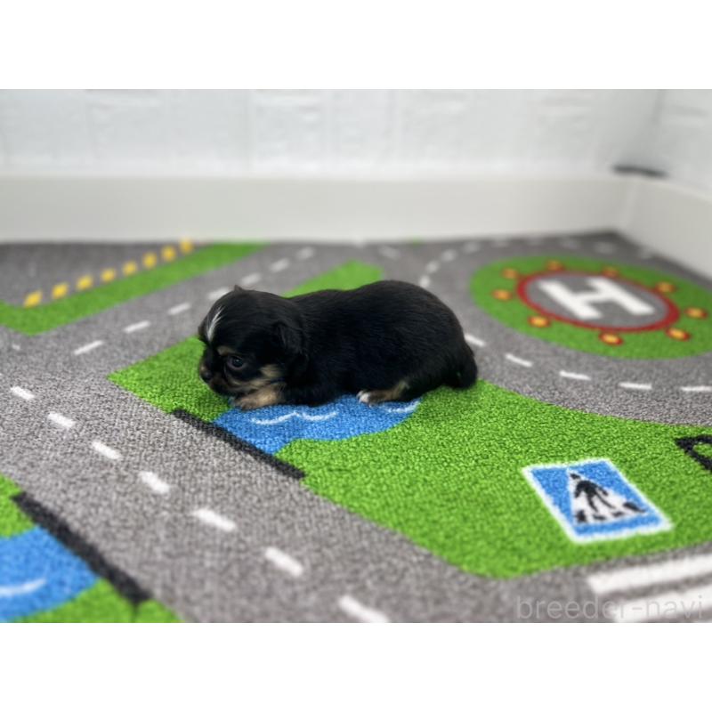 販売中の愛知県のチワワ(ロングコート)-441993の6枚目