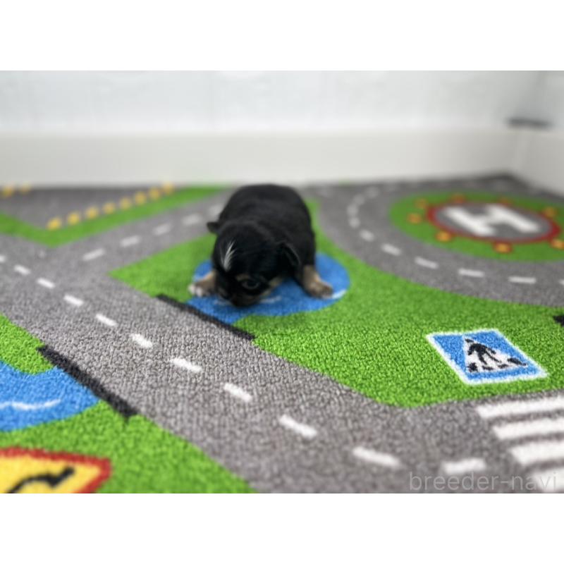 販売中の愛知県のチワワ(ロングコート)-441993の4枚目