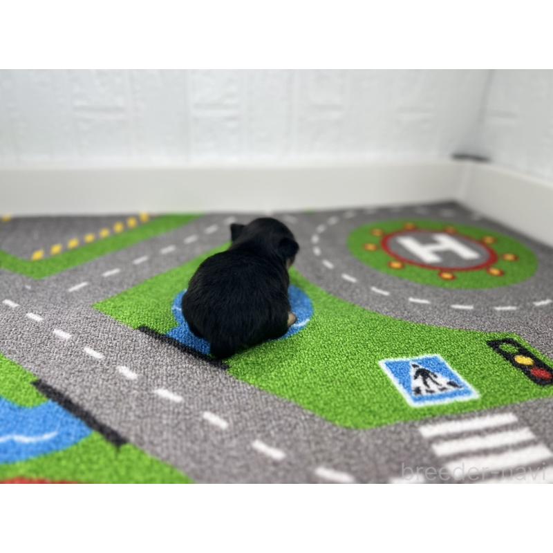 販売中の愛知県のチワワ(ロングコート)-441993の3枚目