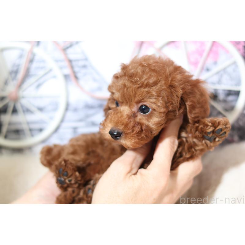 販売中の大阪府のティーカッププードル-441994の3枚目