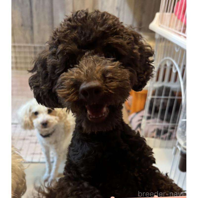 販売中の東京都のトイプードル-441995の12枚目