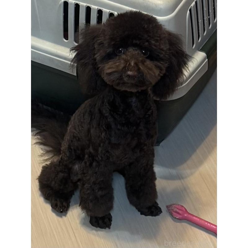 販売中の東京都のトイプードル-441995の11枚目