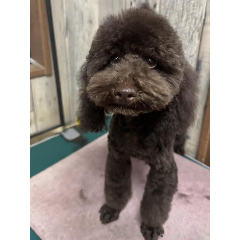 販売中の東京都のトイプードル-441995の10枚目