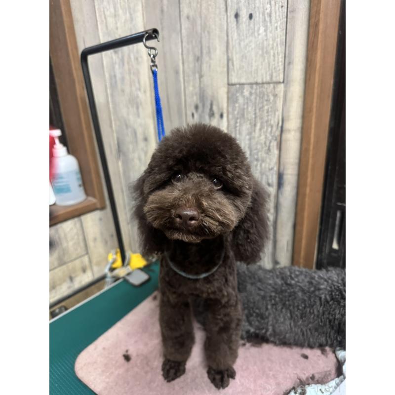 販売中の東京都のトイプードル-441995の9枚目
