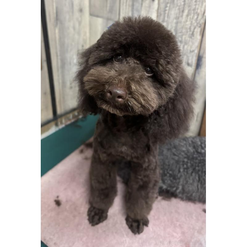 販売中の東京都のトイプードル-441995の8枚目