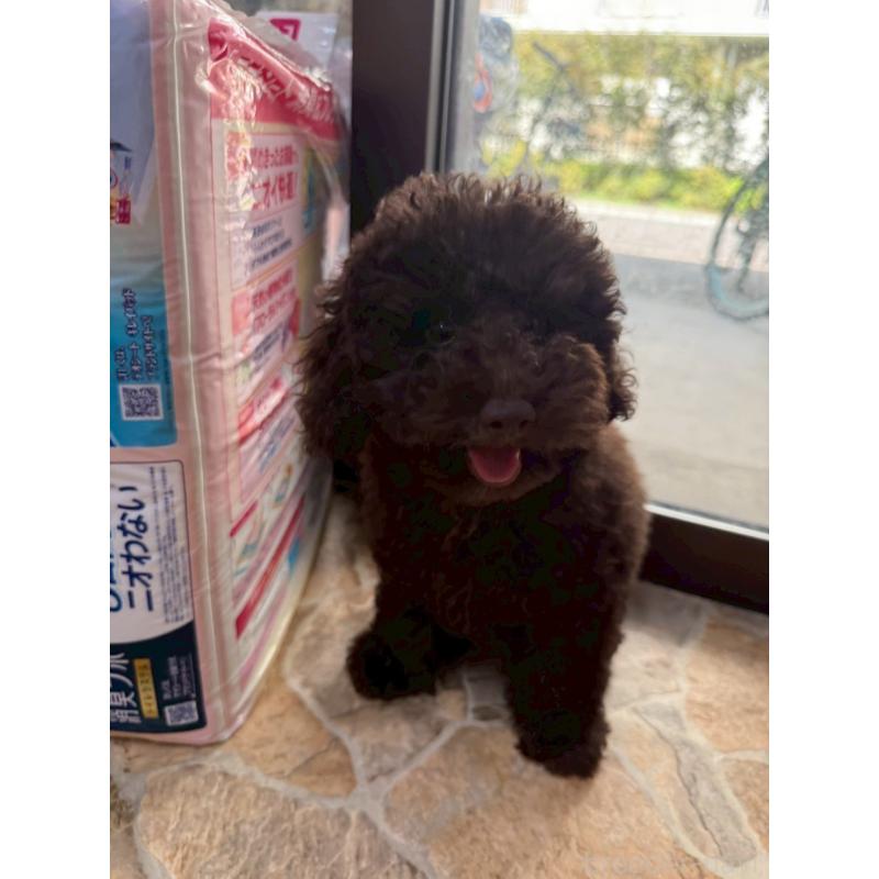 販売中の東京都のトイプードル-441995の7枚目