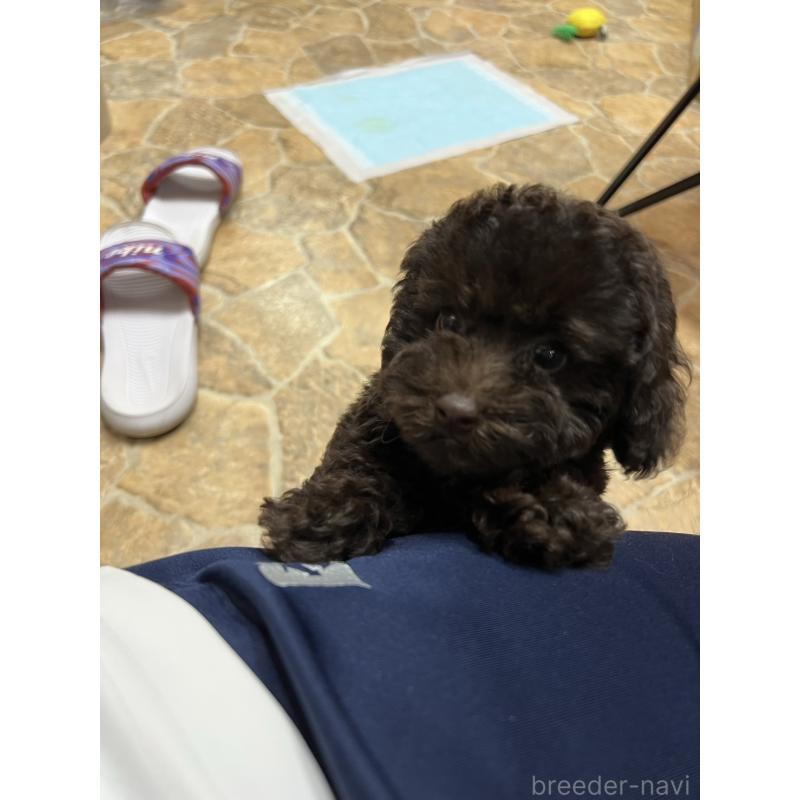 販売中の東京都のトイプードル-441995の6枚目