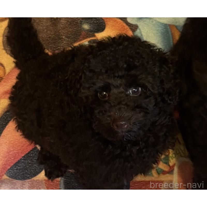 販売中の東京都のトイプードル-441995の5枚目