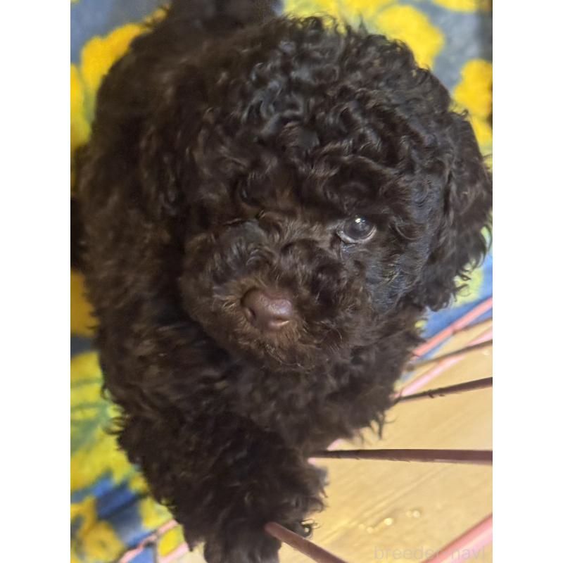 販売中の東京都のトイプードル-441995の4枚目