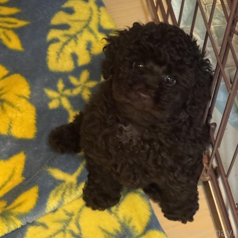 販売中の東京都のトイプードル-441995の3枚目